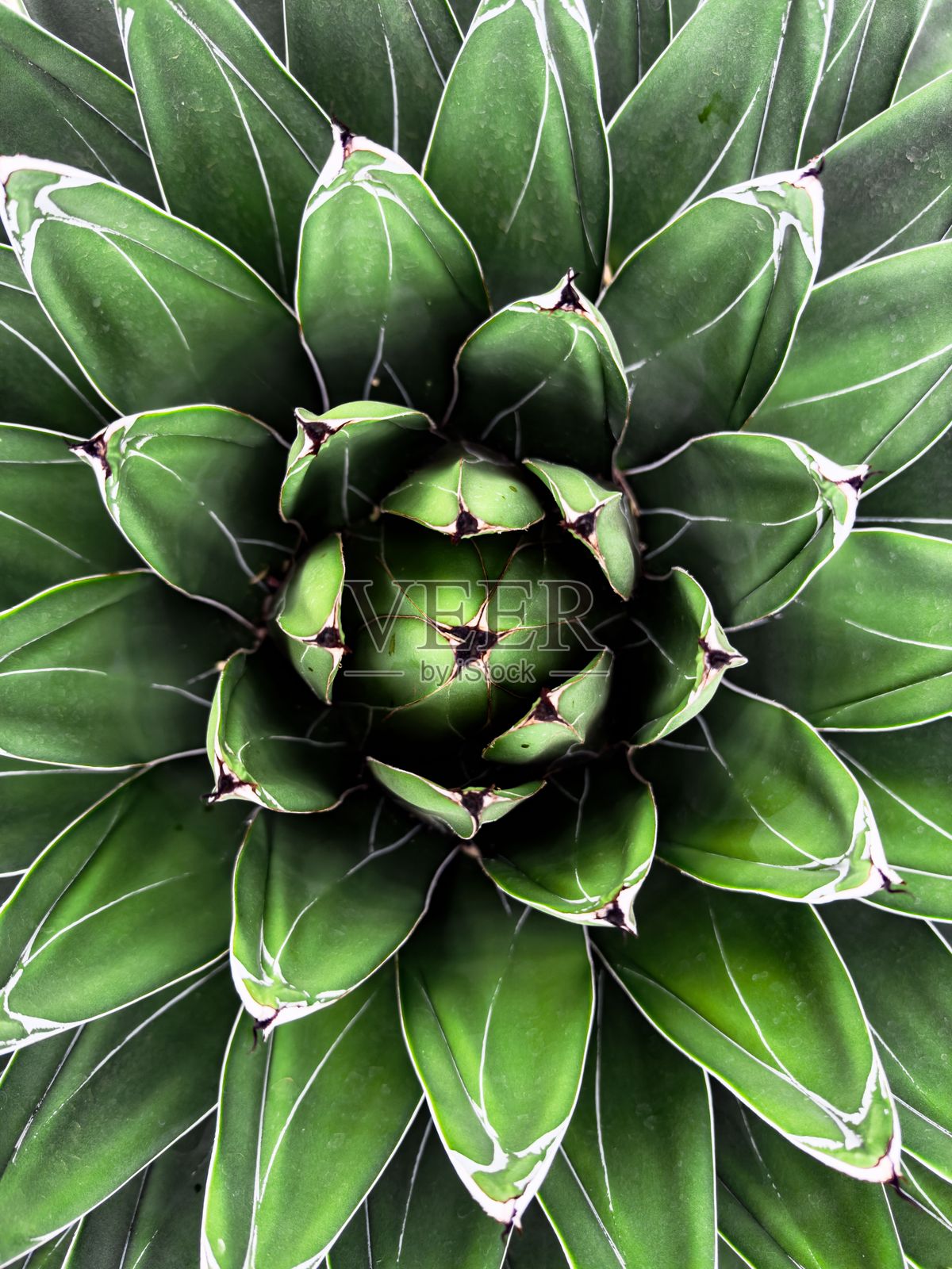 对称的绿色多肉植物特写照片摄影图片