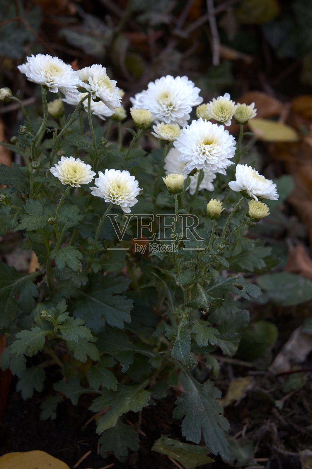 花园里的白色菊花，特写，有复制空间照片摄影图片