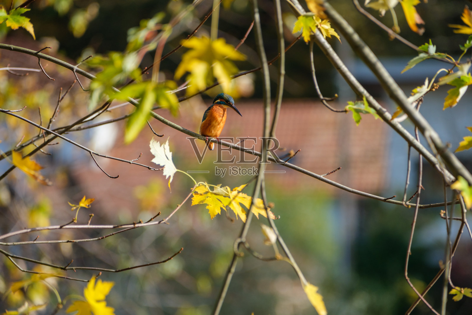翠鸟栖息在河上的树枝上照片摄影图片