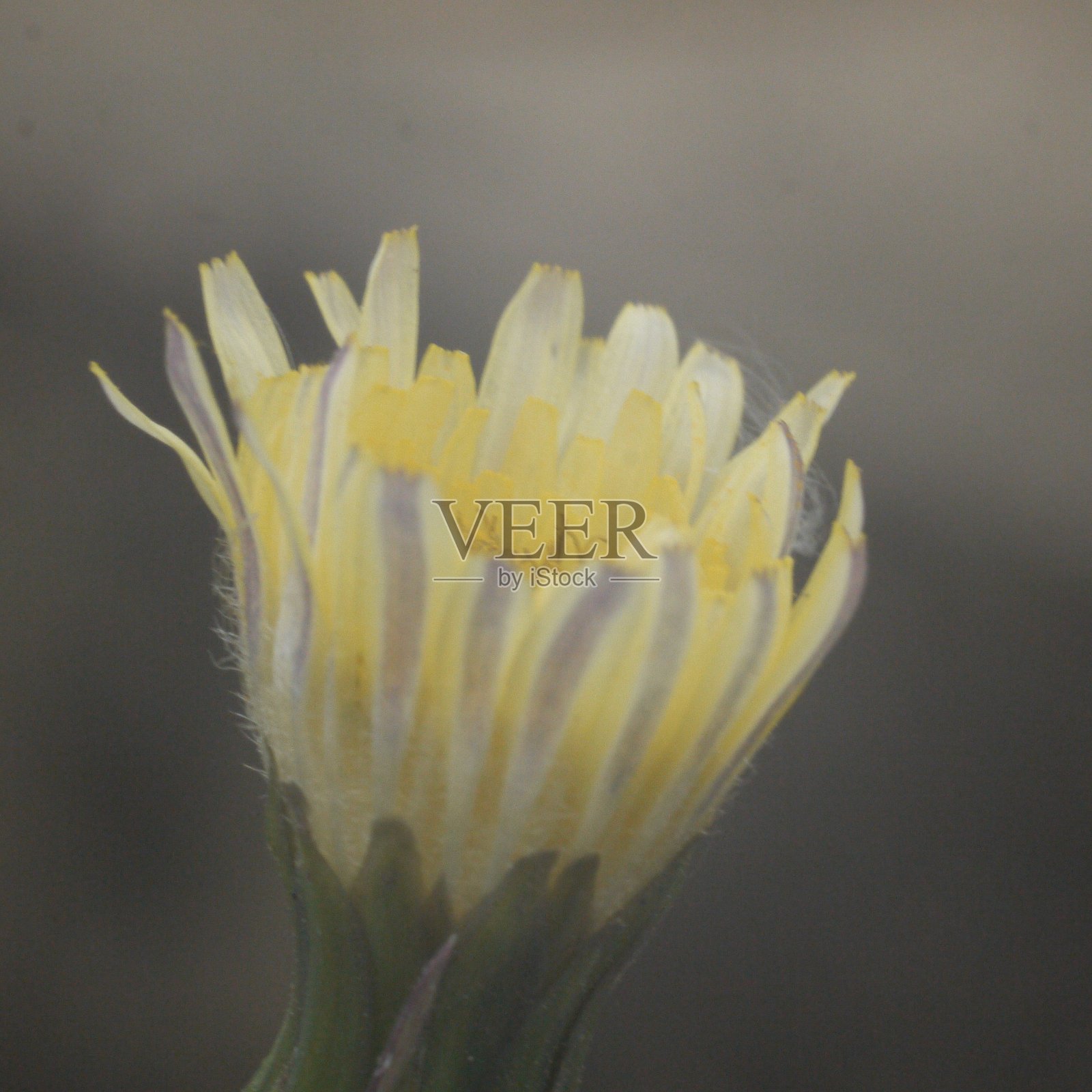 一年生飞蓬照片摄影图片