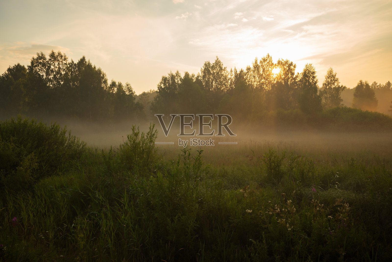 薄雾笼罩的草地与森林日落照片摄影图片