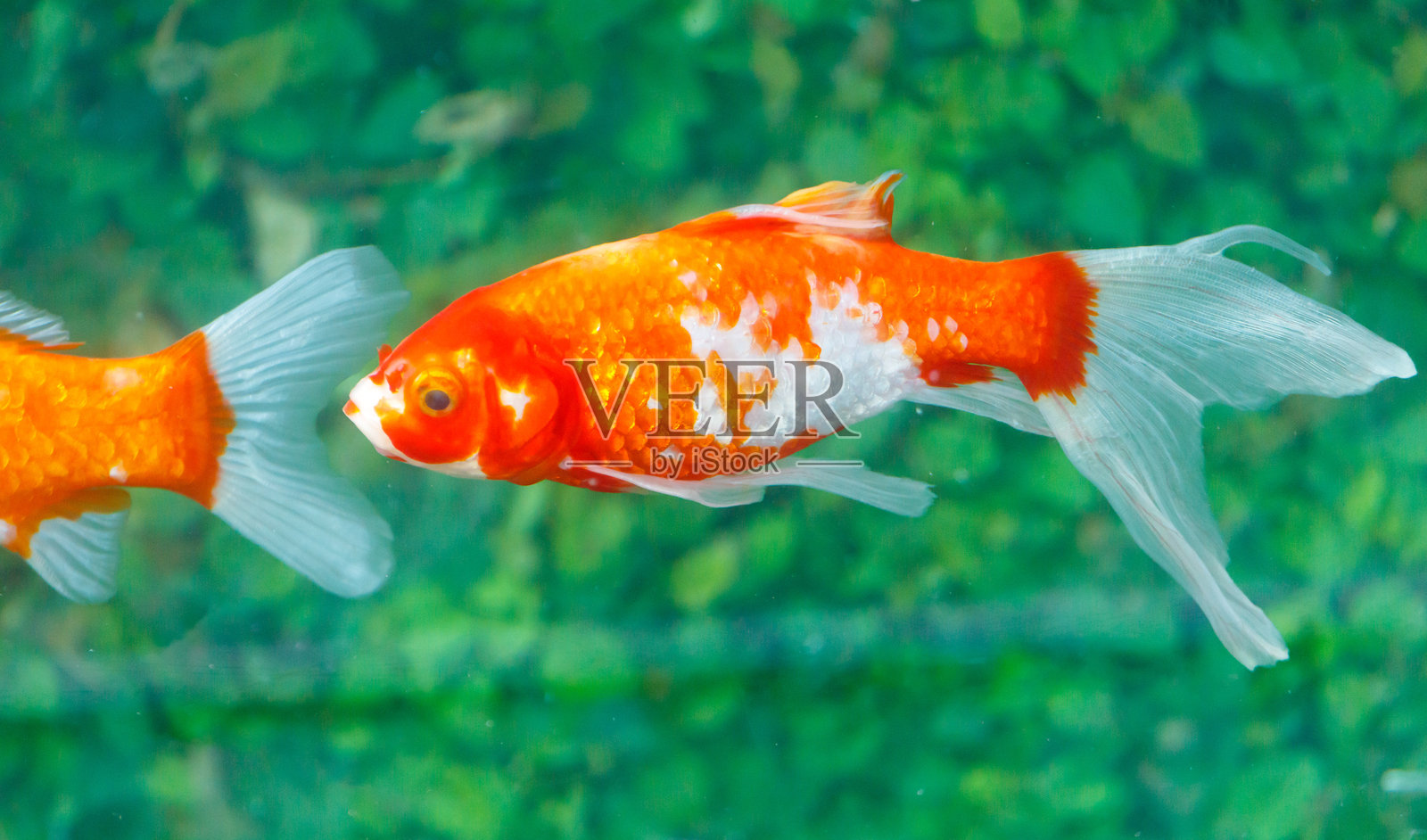 一只金白色相间的鱼在鱼缸里游动照片摄影图片