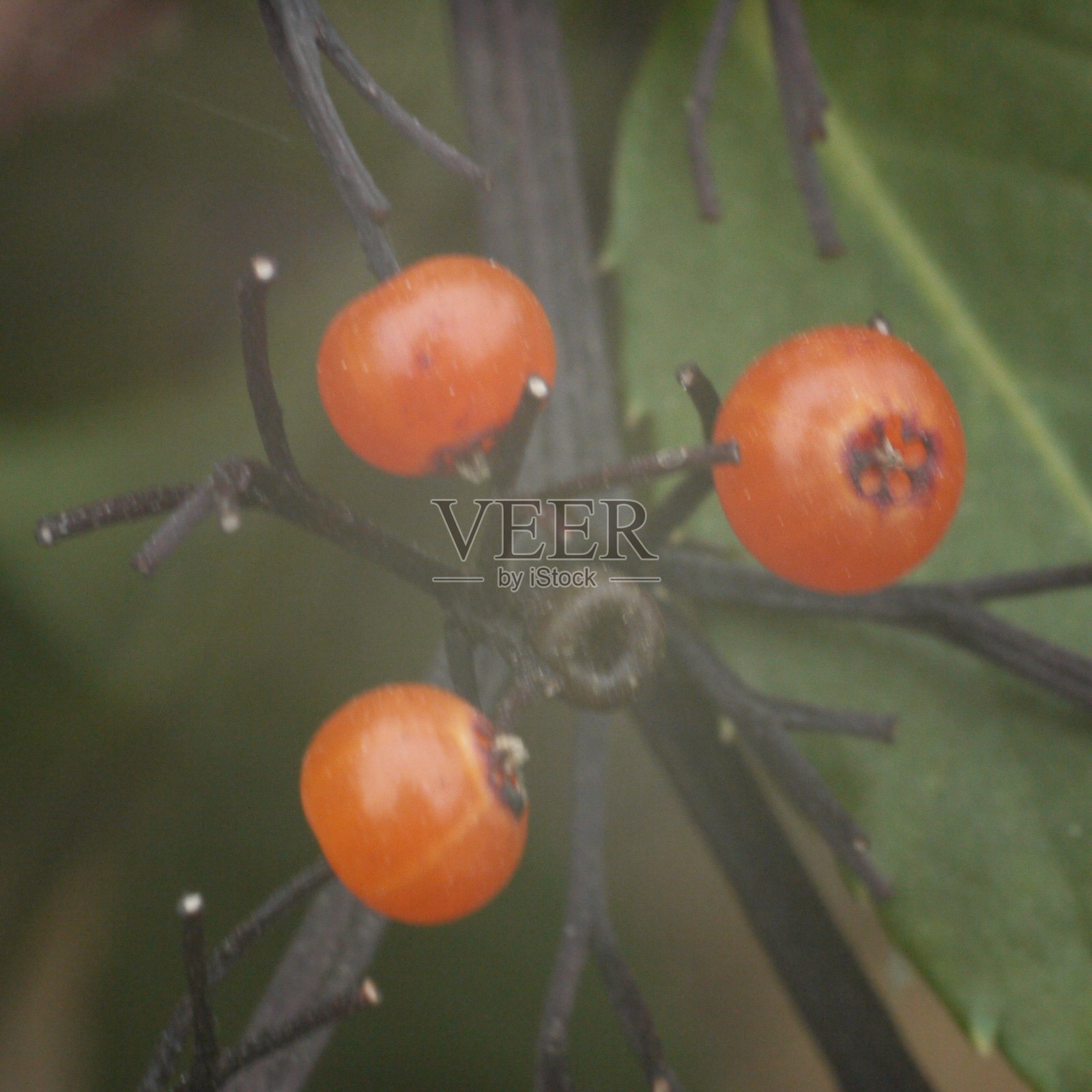 山茱萸照片摄影图片