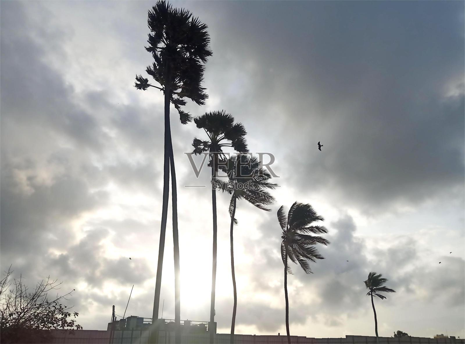 树木与多云的天空照片摄影图片