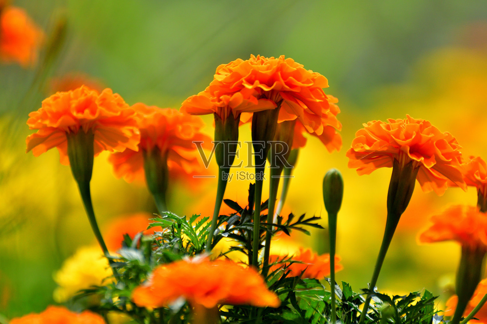 万寿菊：色彩温暖、叶片似蕨的活力花朵照片摄影图片