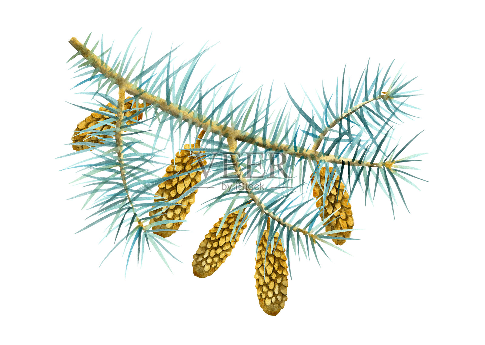 松树的枝叶，冬季水彩风，植物元素插画图片素材