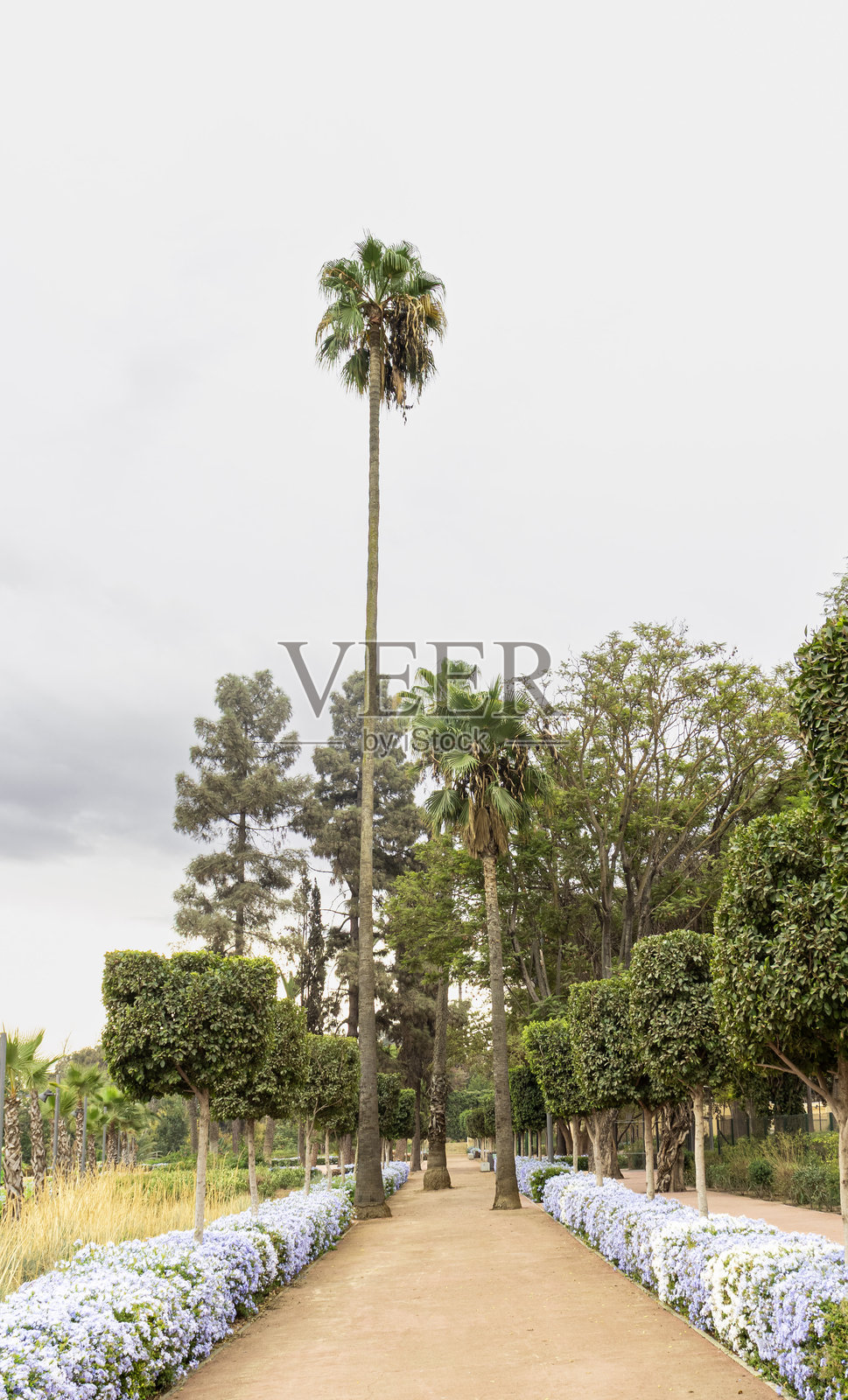 梅克内斯棕榈大道照片摄影图片