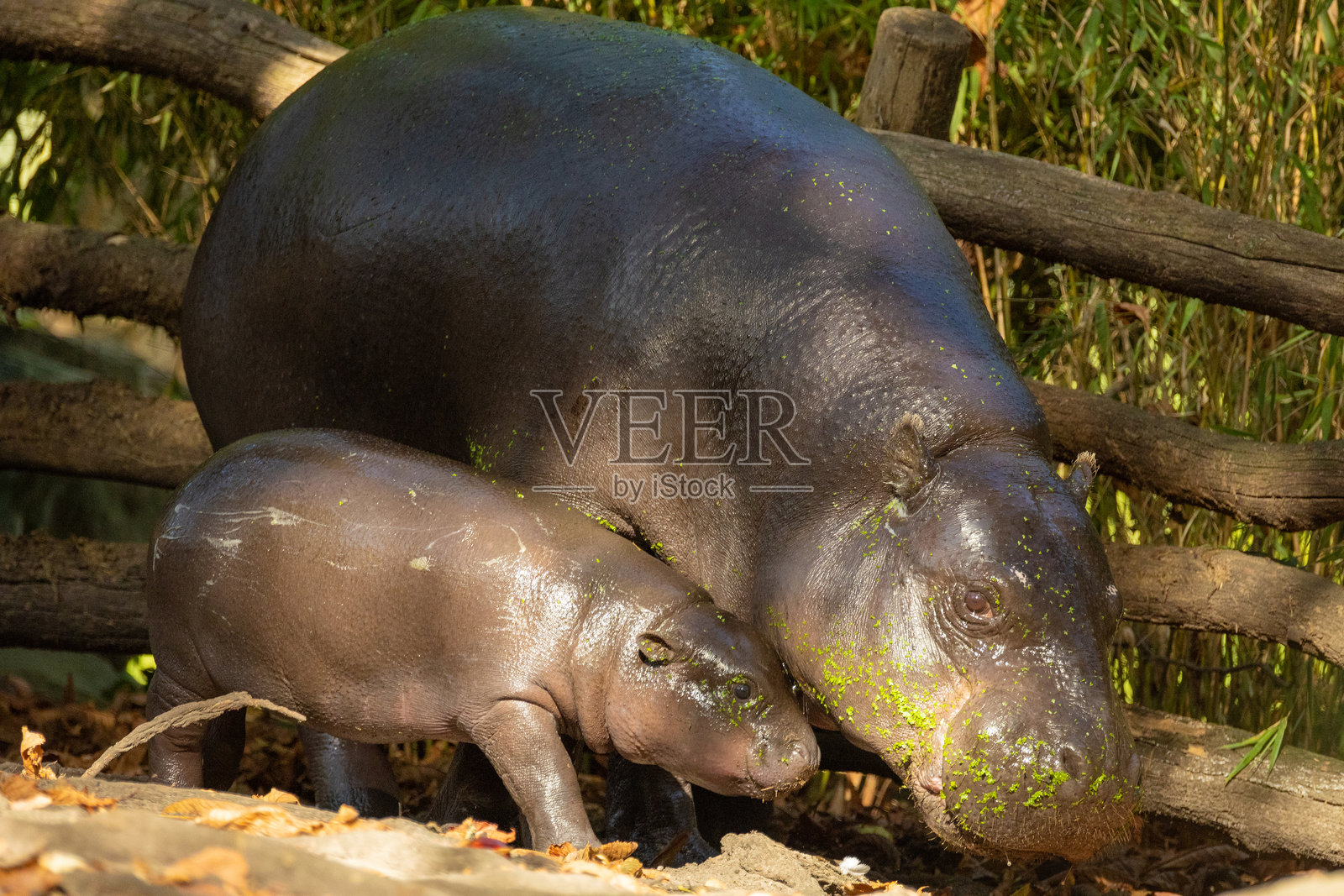 侏儒河马（Choeropsis liberiensis）与母亲照片摄影图片