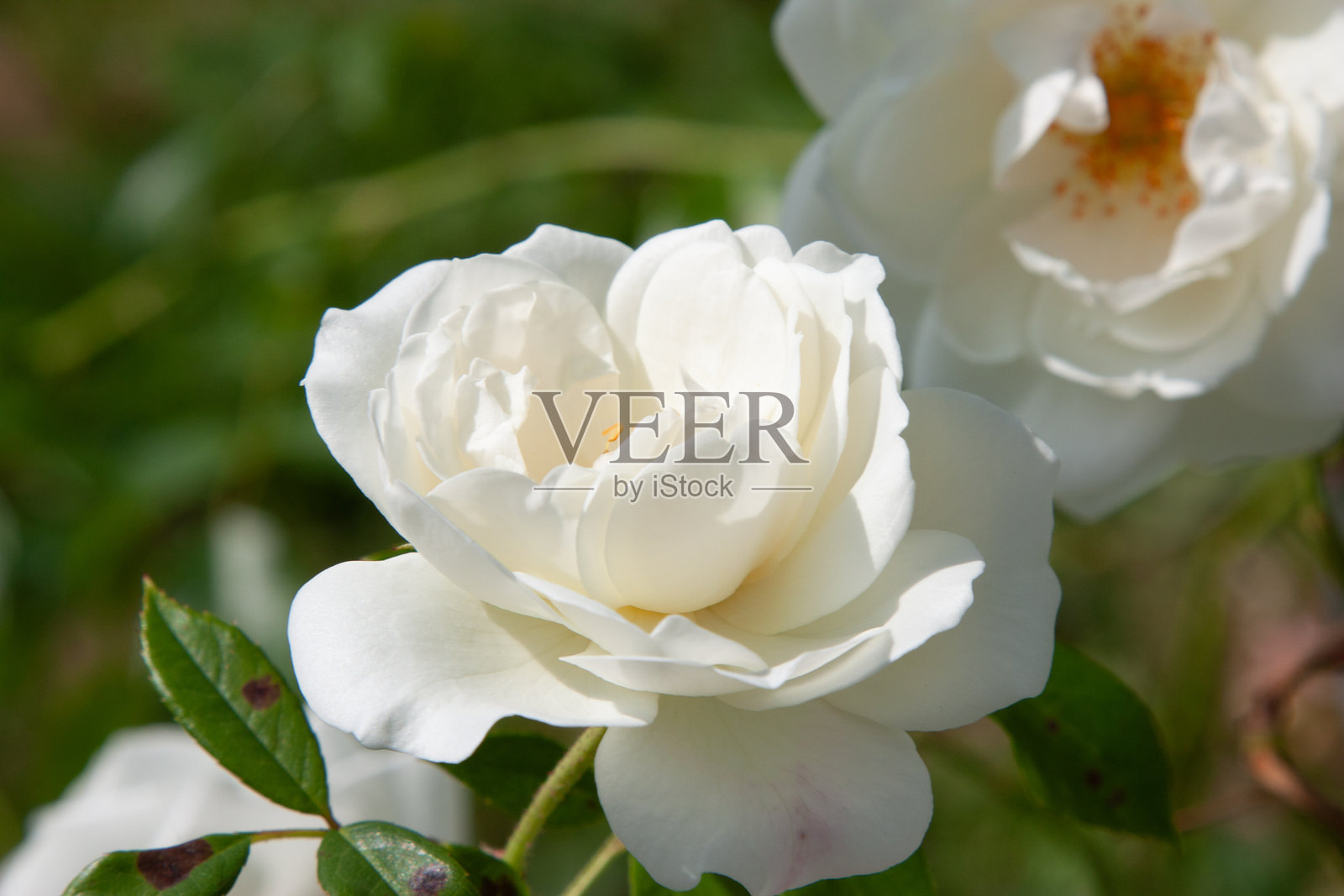 白色的花。玫瑰花丛特写。阳光下盛开的园林植物，背景为绿色。茂盛的玫瑰花，可用作背景、帖子、屏幕保护程序、壁纸、明信片、横幅、封面、网站。照片摄影图片