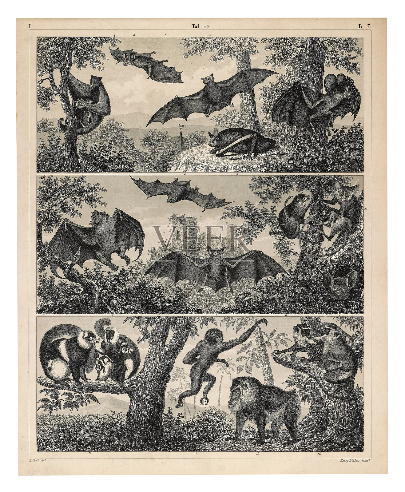 翼手目和灵长目代表的版画古董插图，出版于1851年插画图片素材