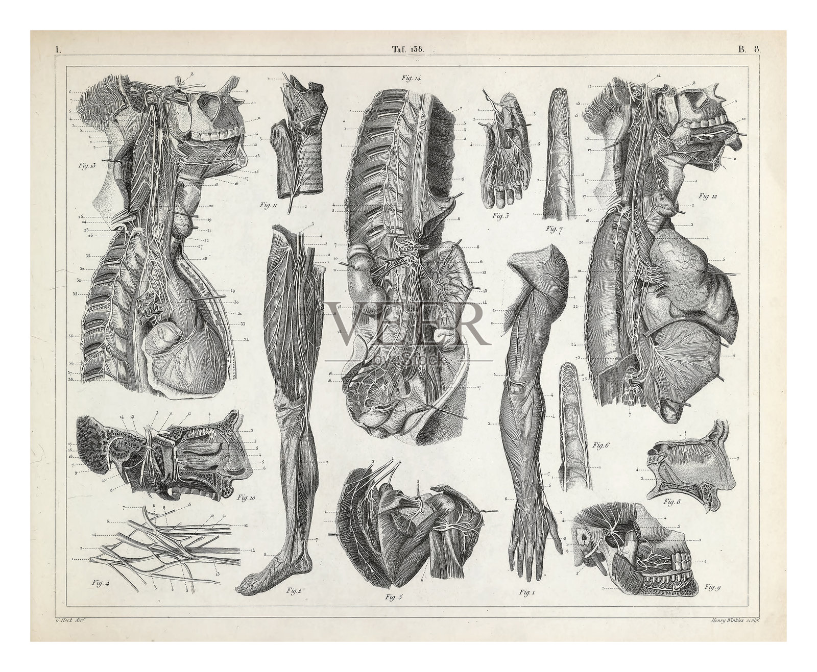 神经解剖图雕版古董插画，出版于1851年插画图片素材
