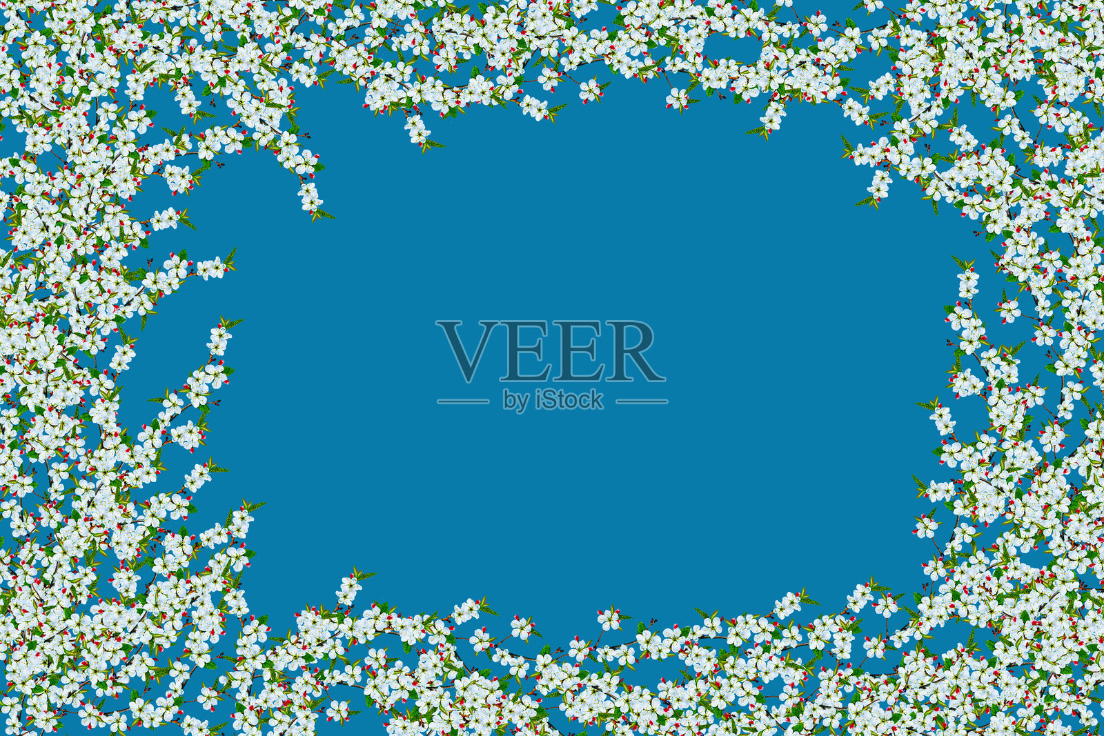 蓝背景上孤立的开花植物。李子果树的枝条。照片摄影图片