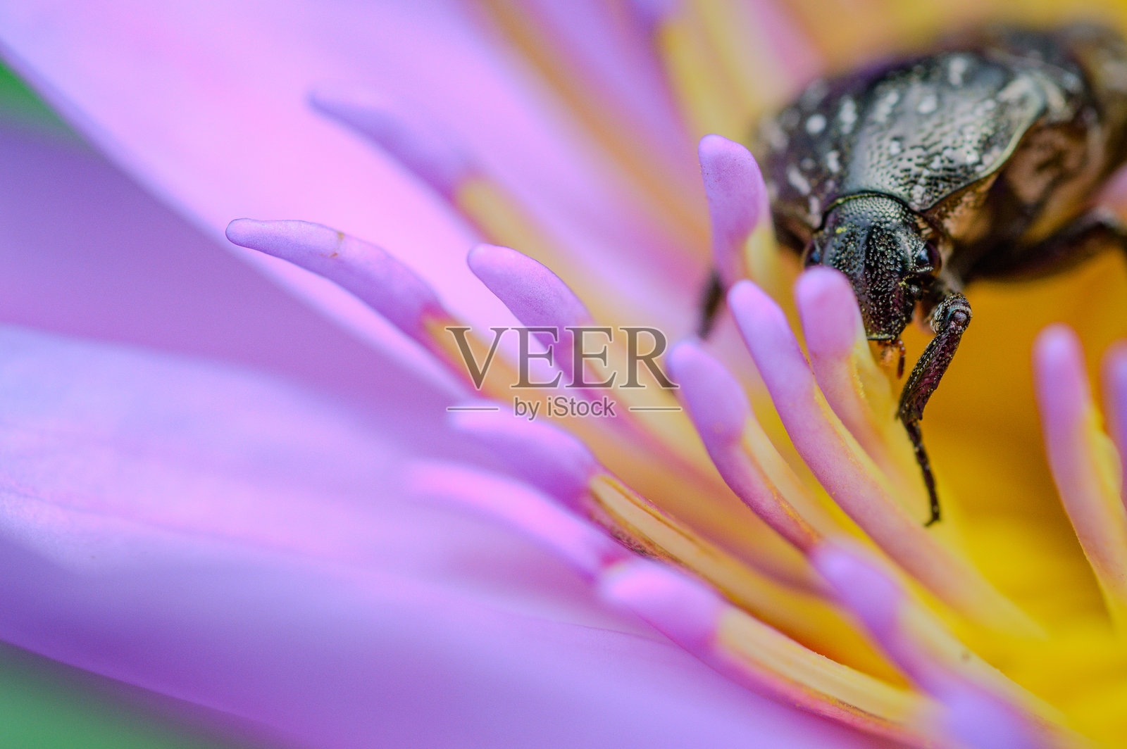粉色睡莲上的巨型花金龟，身上沾满了花粉照片摄影图片