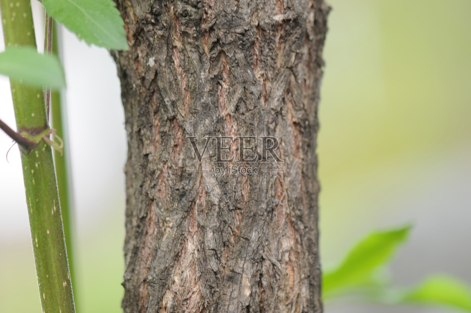 韩国接骨木（Sambucus williamsii var. coreana），一种茎部中空、带有红色浆果的落叶灌木，生长于韩国。照片摄影图片