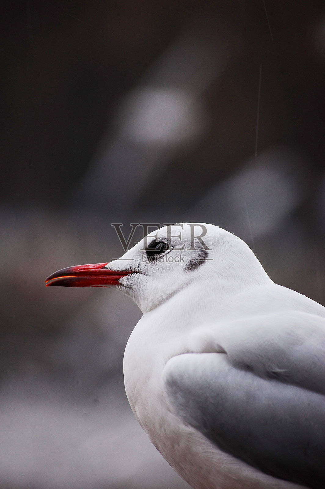 特写镜头，一只白色的海鸥，有着红色的喙照片摄影图片