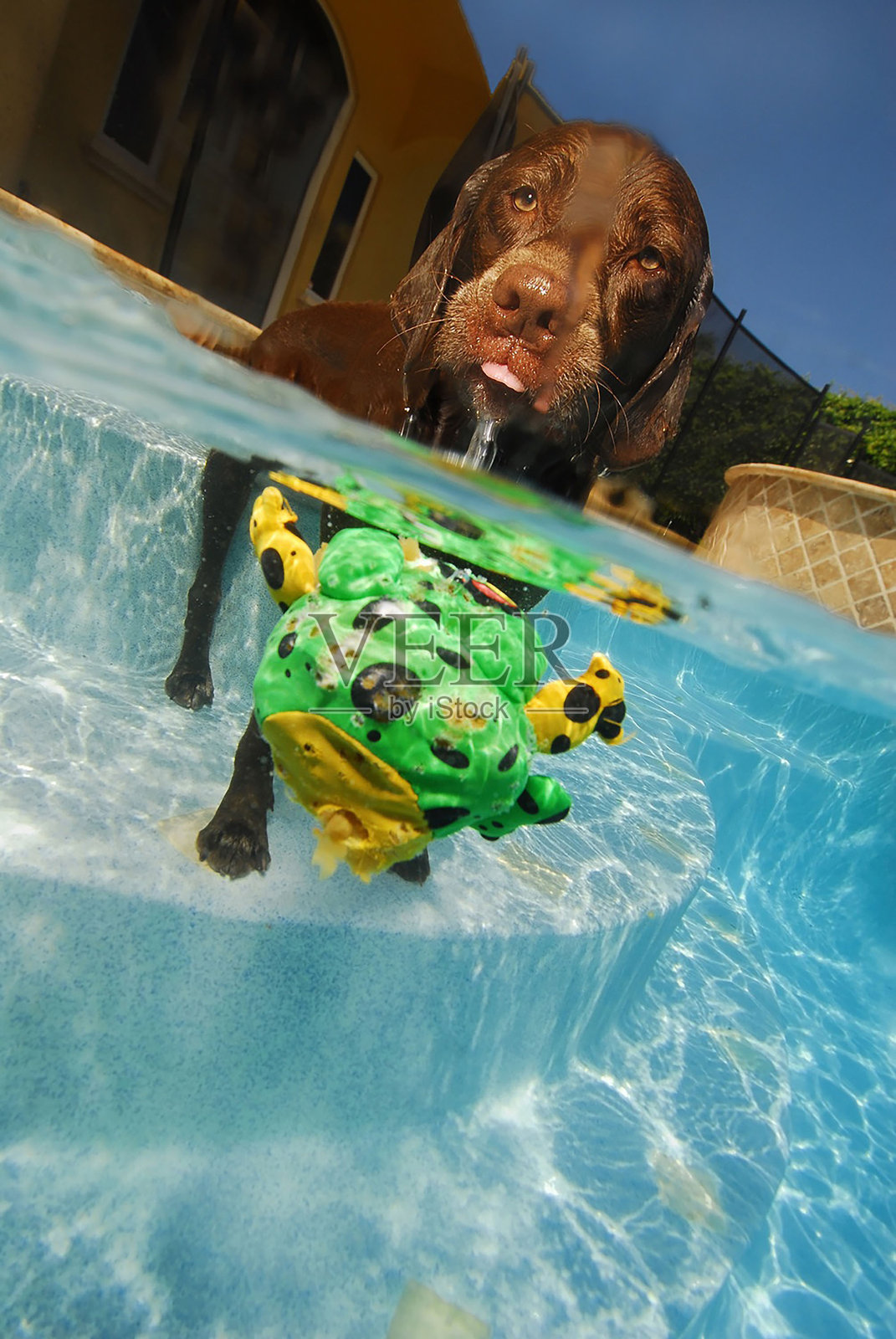 狗狗的生活照片摄影图片