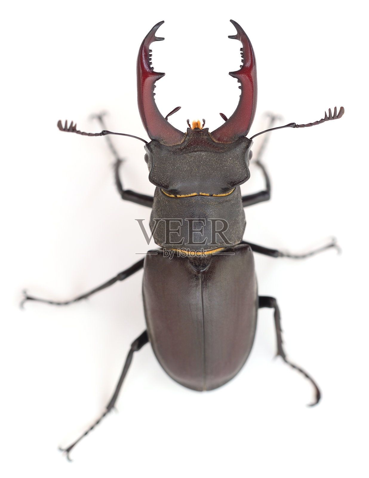 雄性锹甲，在白色背景上隔离照片摄影图片