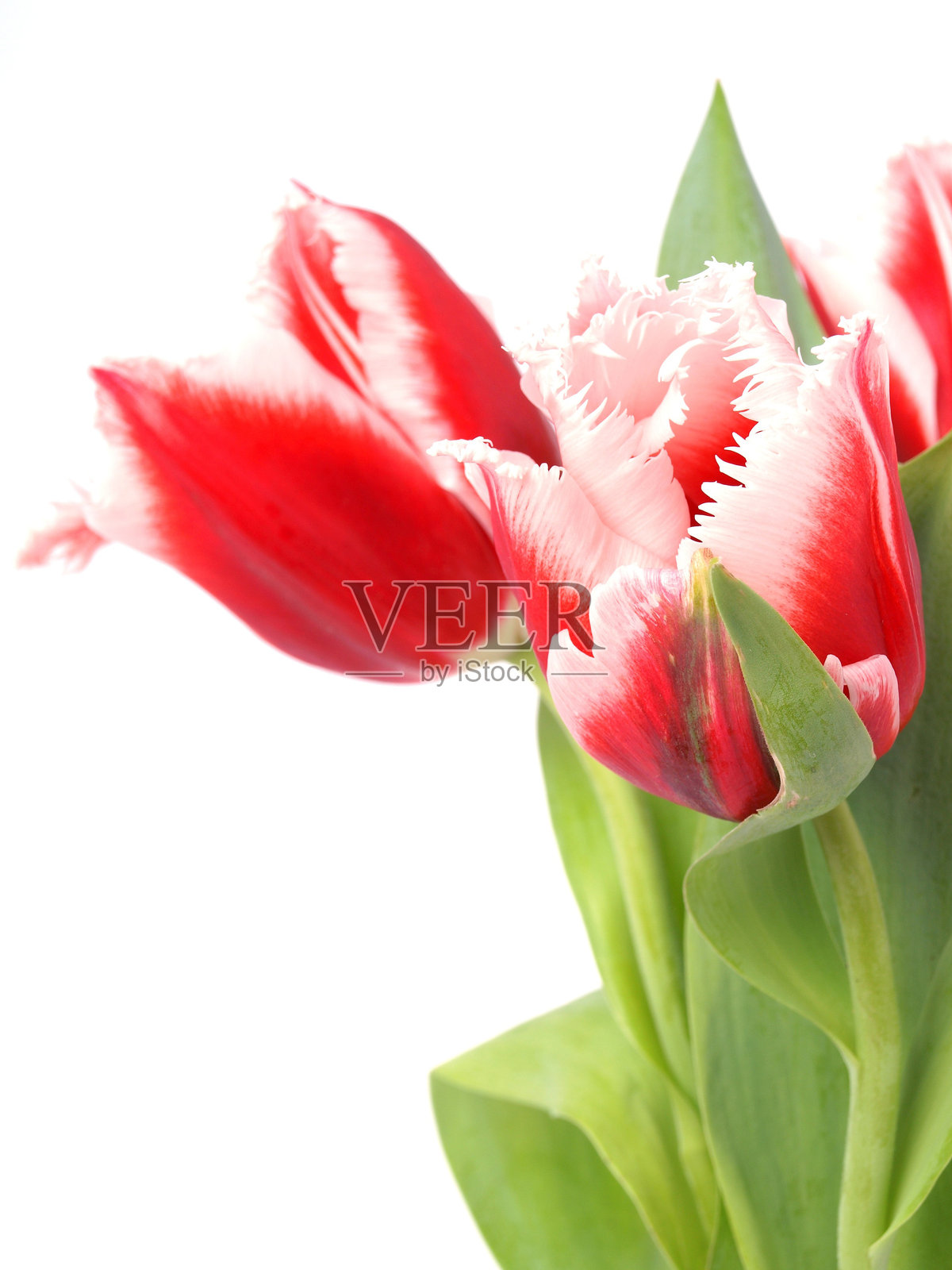 郁金香照片摄影图片