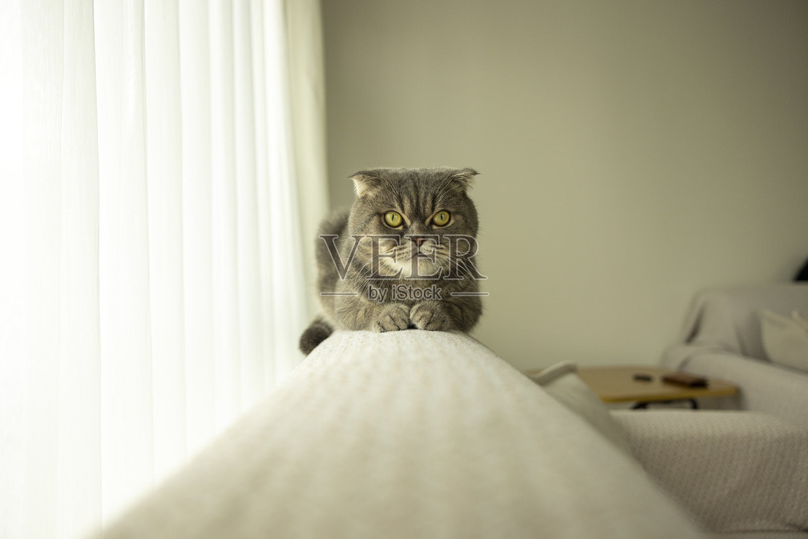 苏格兰折耳猫特写照片摄影图片