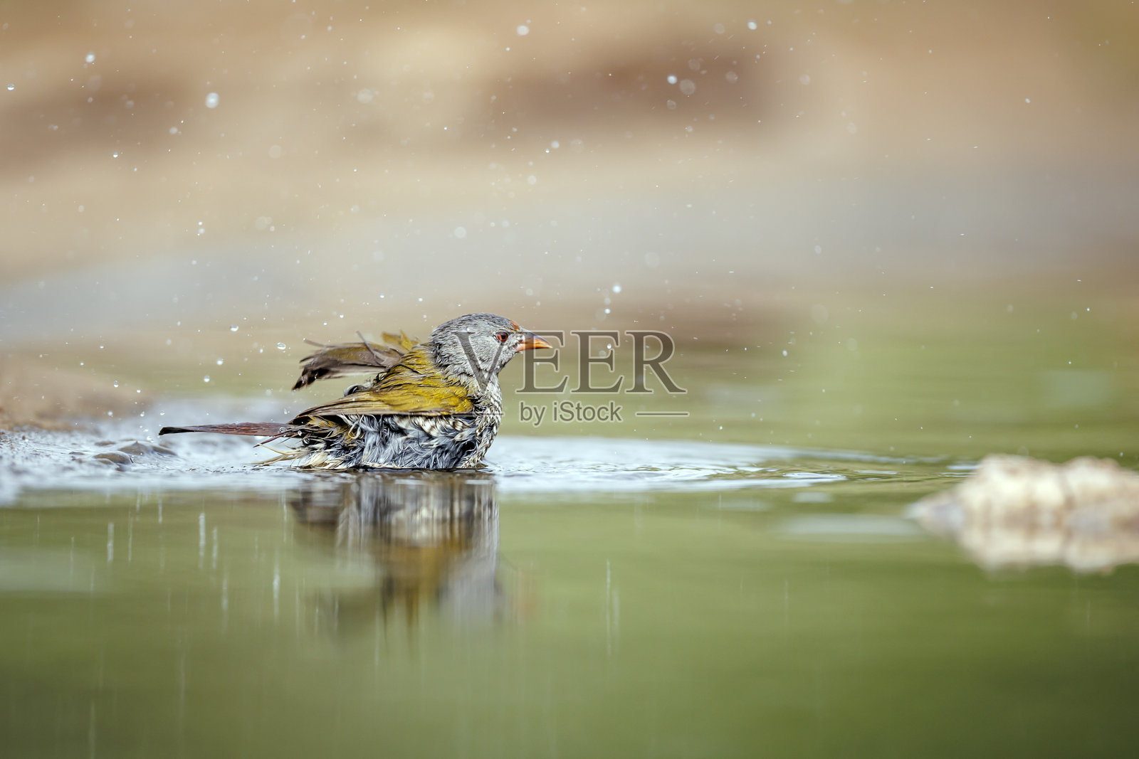 南非大克鲁格国家公园的绿翅雀照片摄影图片