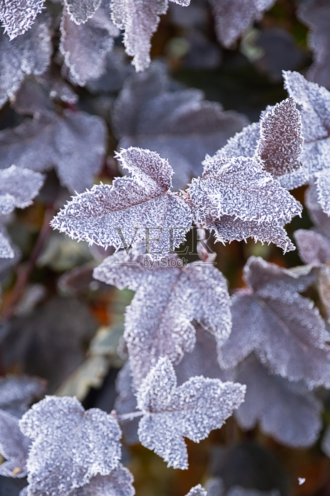 寒冷冬日早晨，植物上覆盖着霜。叶片上覆盖着美丽的天然冰晶。照片摄影图片