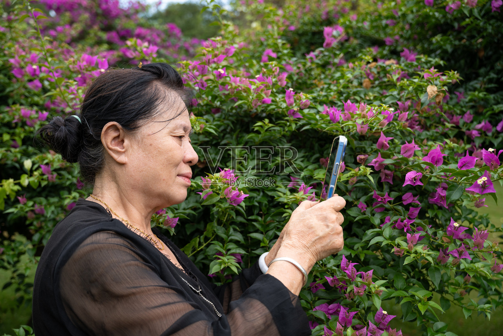 一位年长的亚洲女性正在花园里拍摄鲜艳的粉色花朵照片摄影图片