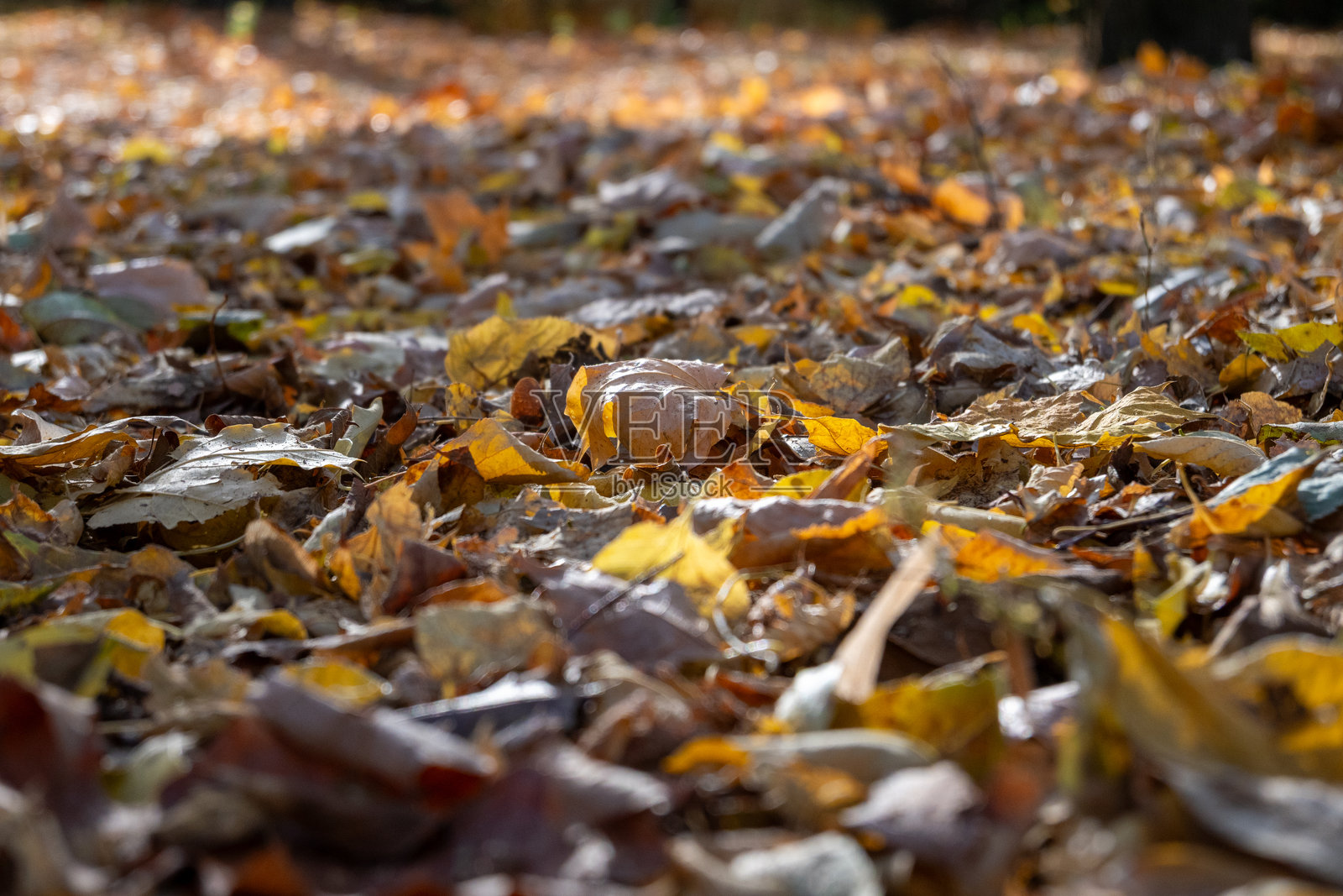 阳光下的落叶照片摄影图片