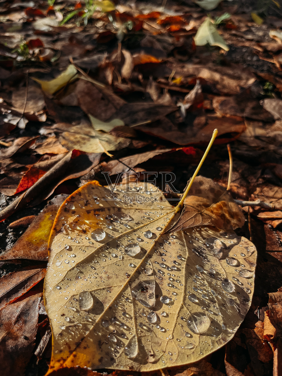 特写镜头下，黄色树叶上的雨滴。照片摄影图片