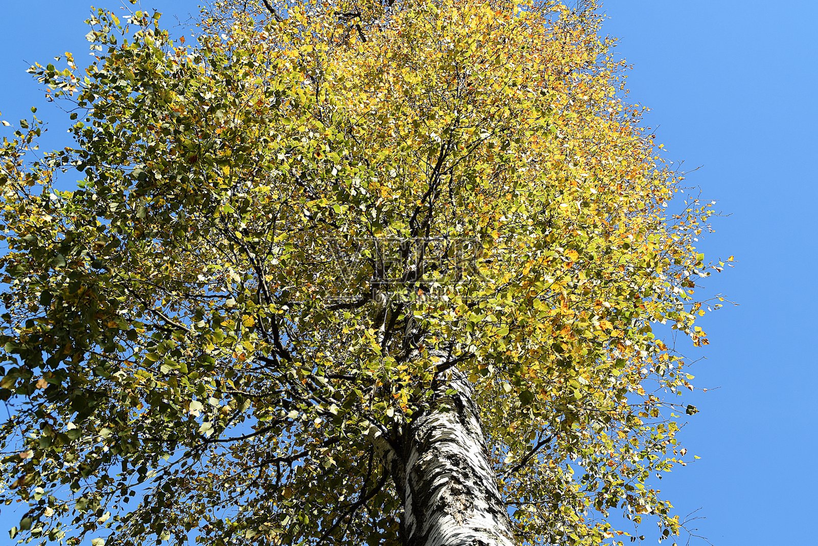 十月的美丽白桦树照片摄影图片
