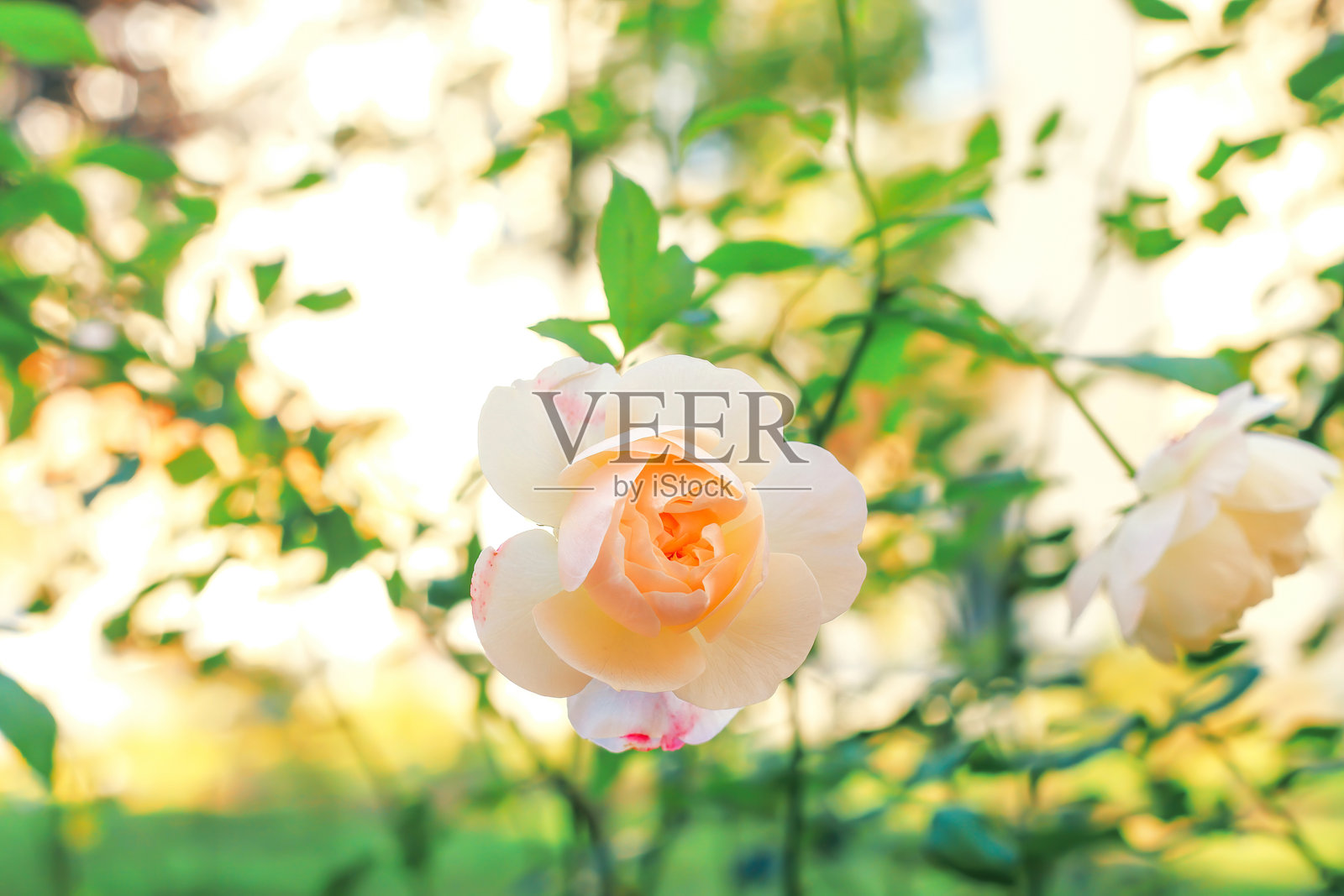 秋日阳光下盛开的杏色丰花月季，观赏花园照片摄影图片