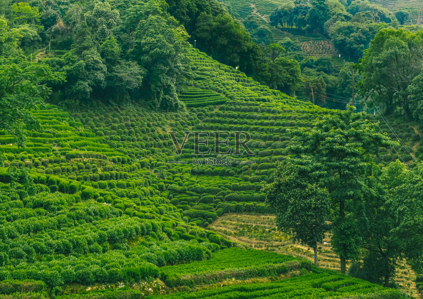 清晨阳光下，乡村郁郁葱葱的茶园梯田的鸟瞰图照片摄影图片