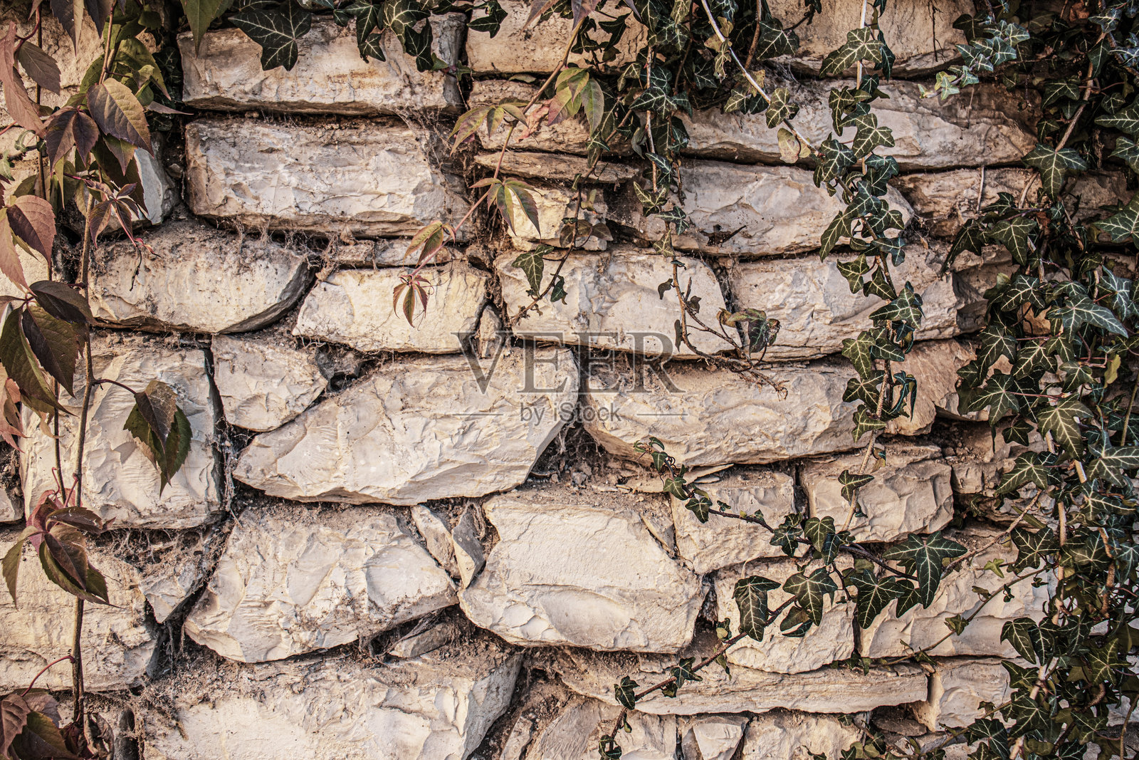 阳光温暖地照耀着爬满常春藤叶的老石墙照片摄影图片