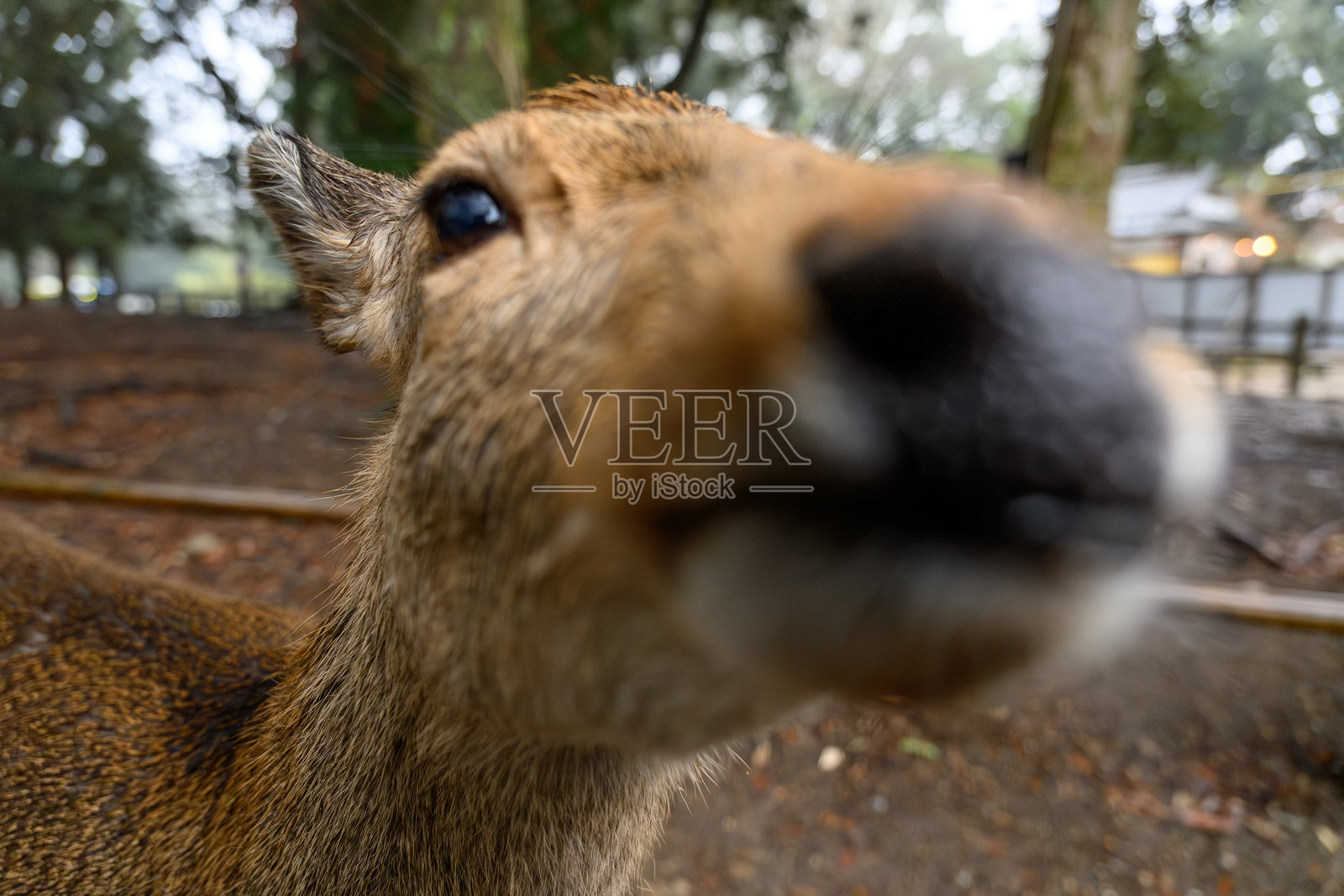 奈良公园里好奇的梅花鹿的鼻口特写照片摄影图片