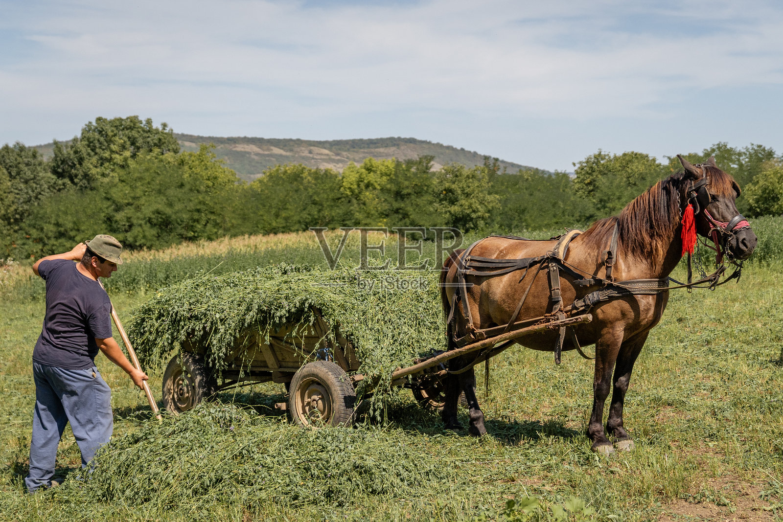农民将新鲜干草装上一辆马车，在乡村田野里实践可持续农业照片摄影图片