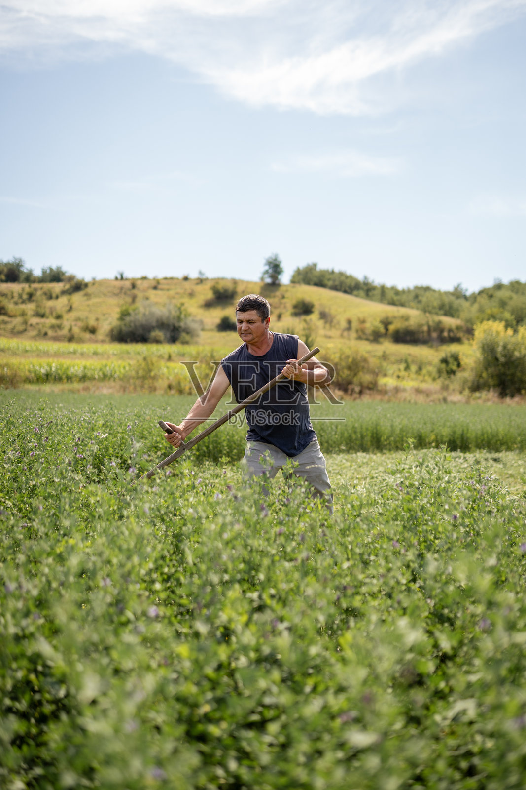 罗马尼亚村庄里，男子正用镰刀收割田野，展现了传统的农业景象、乡村生活和可持续农业。照片摄影图片