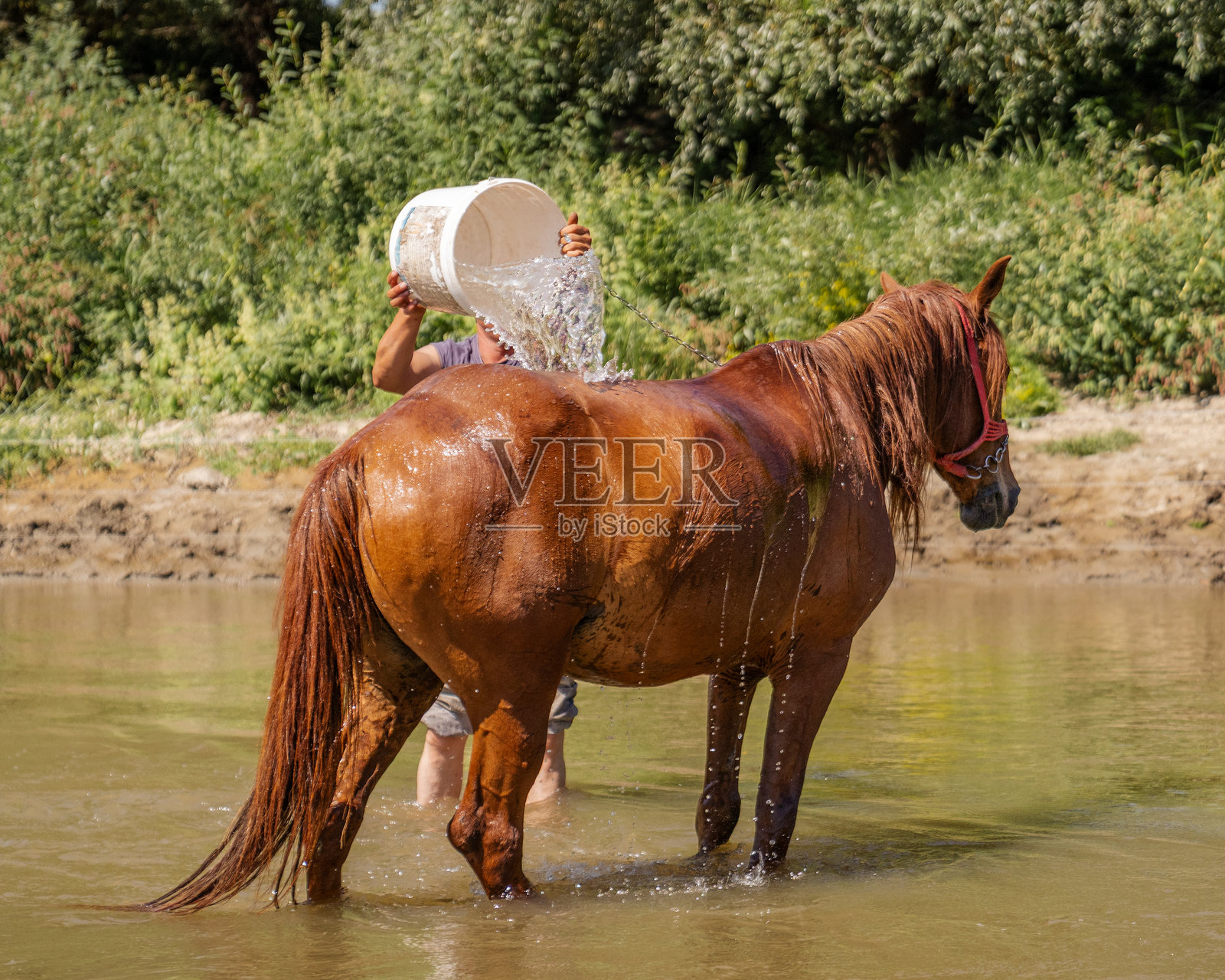 夏天，人们在河边给棕色的马洗澡，用水桶往它背上浇水照片摄影图片