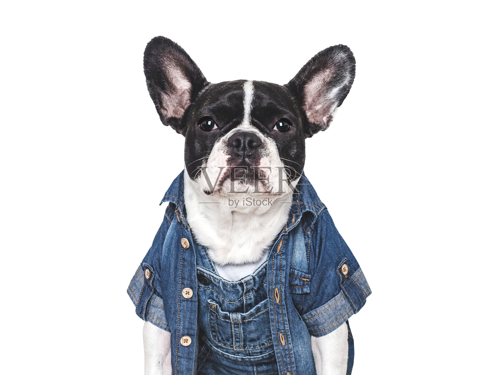 可爱的狗狗，穿着牛仔衬衫和背带裤。狗狗的连体裤，狗子在微笑照片摄影图片