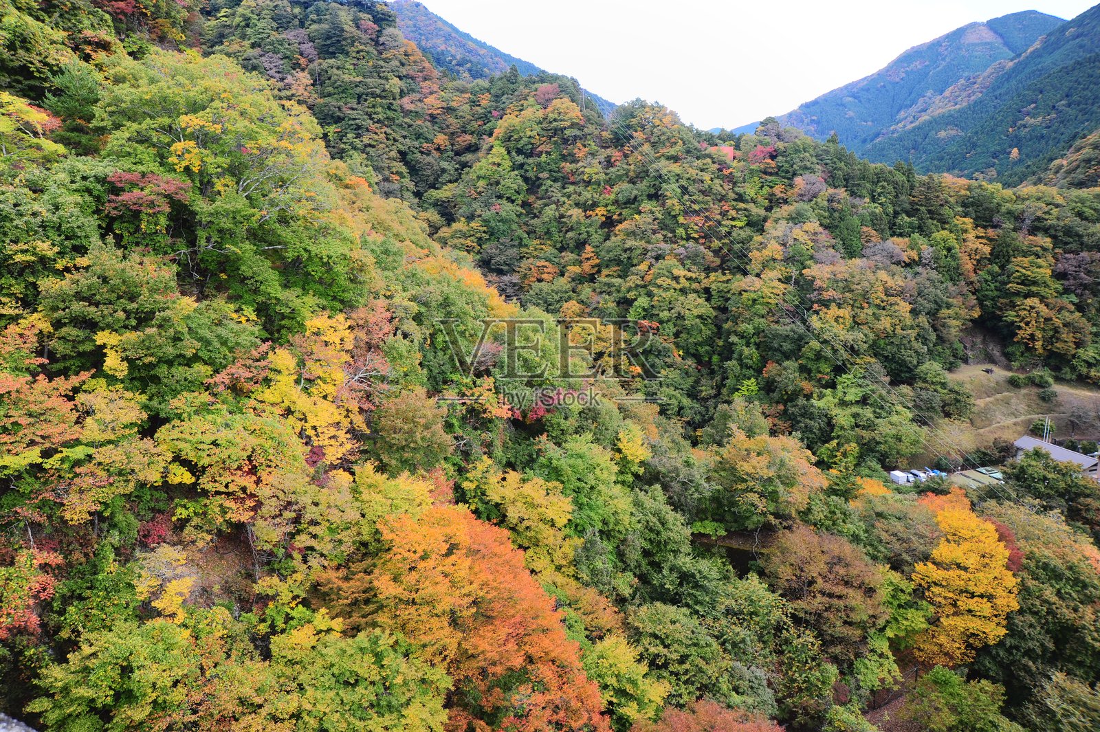 日本美丽的秋叶照片摄影图片