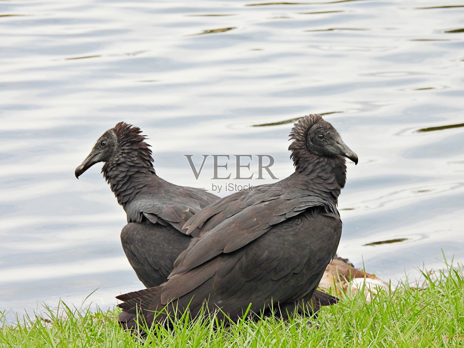 黑兀鹫（Coragyps atratus）- 在水边照片摄影图片