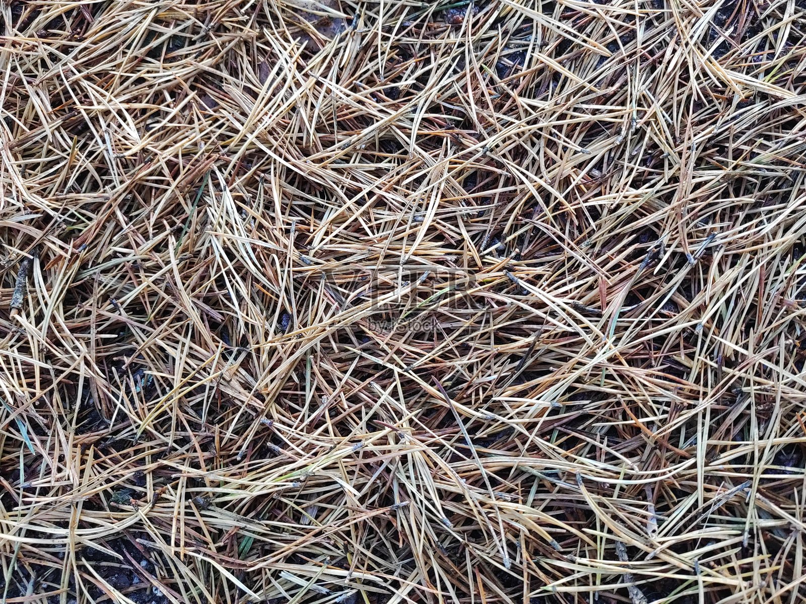 森林地面上的松针照片摄影图片