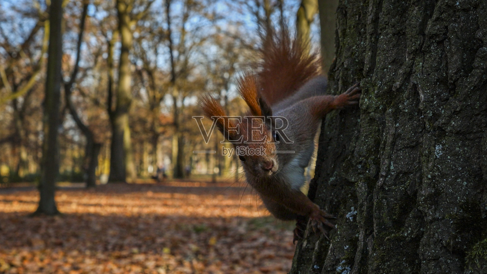 秋季公园里树上好奇的红松鼠，波兰野生动物摄影照片摄影图片