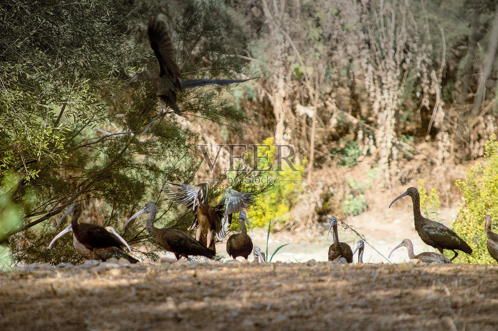 丰德尔雷泻湖的白眼潜鸭（Moritos）照片摄影图片