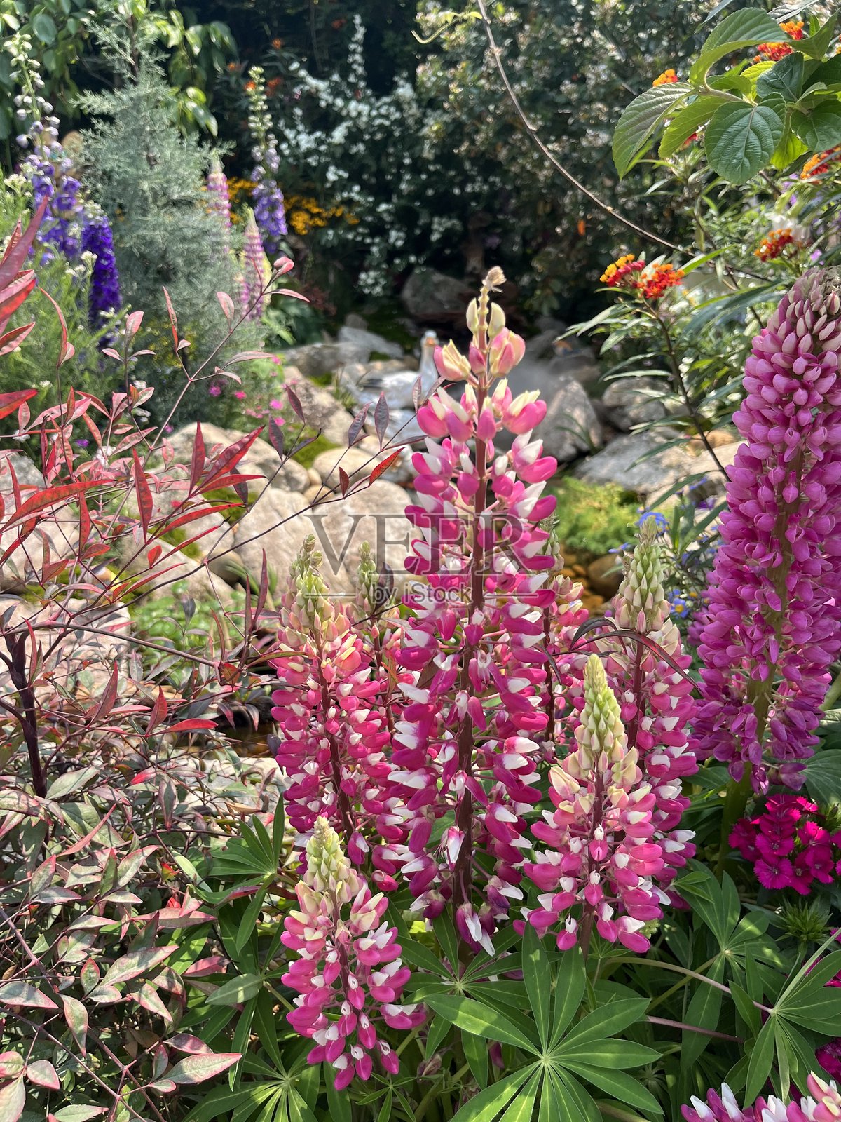 园林中展示的巨花飞燕草照片摄影图片