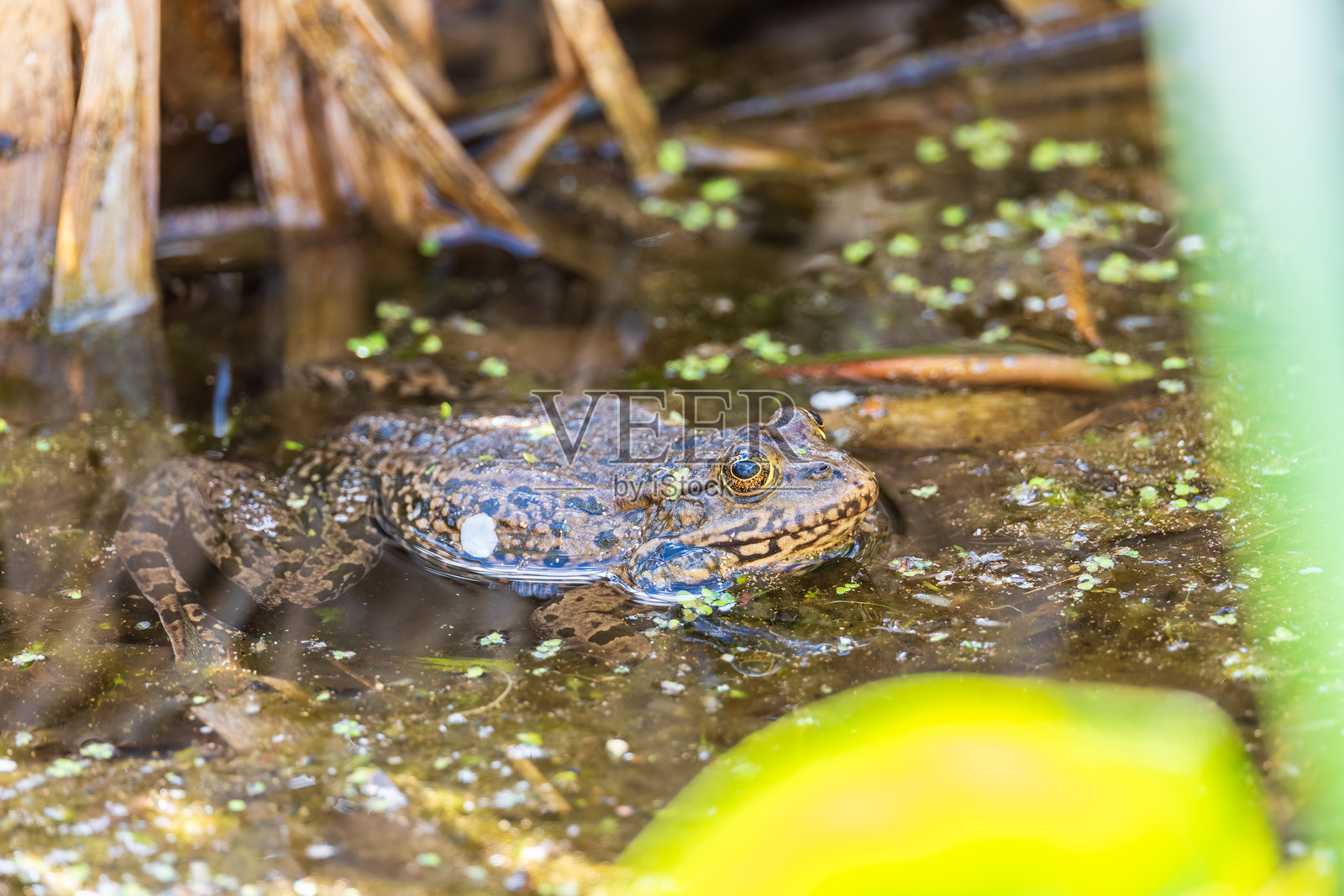 一只大绿蛙坐在沼泽里。照片摄影图片