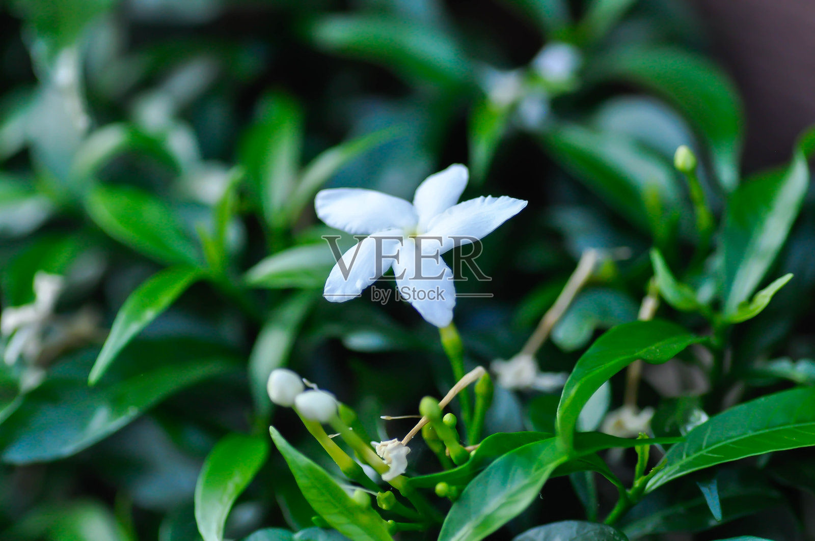 栀子花，学名：Gardenia jasminoides，又称山栀子、黄栀子、白蟾，属茜草科，白色花朵。照片摄影图片