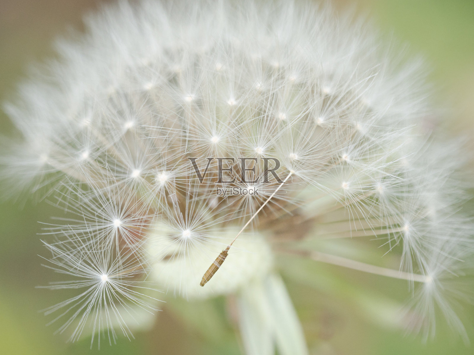 宏观视角下蒲公英的种子头，背景柔焦，自然光下展示着白色种子细丝的精致细节照片摄影图片