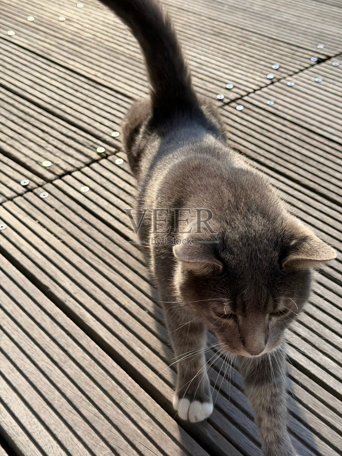 一只灰白相间的猫坐在木制露台上，沐浴在温暖的阳光下照片摄影图片