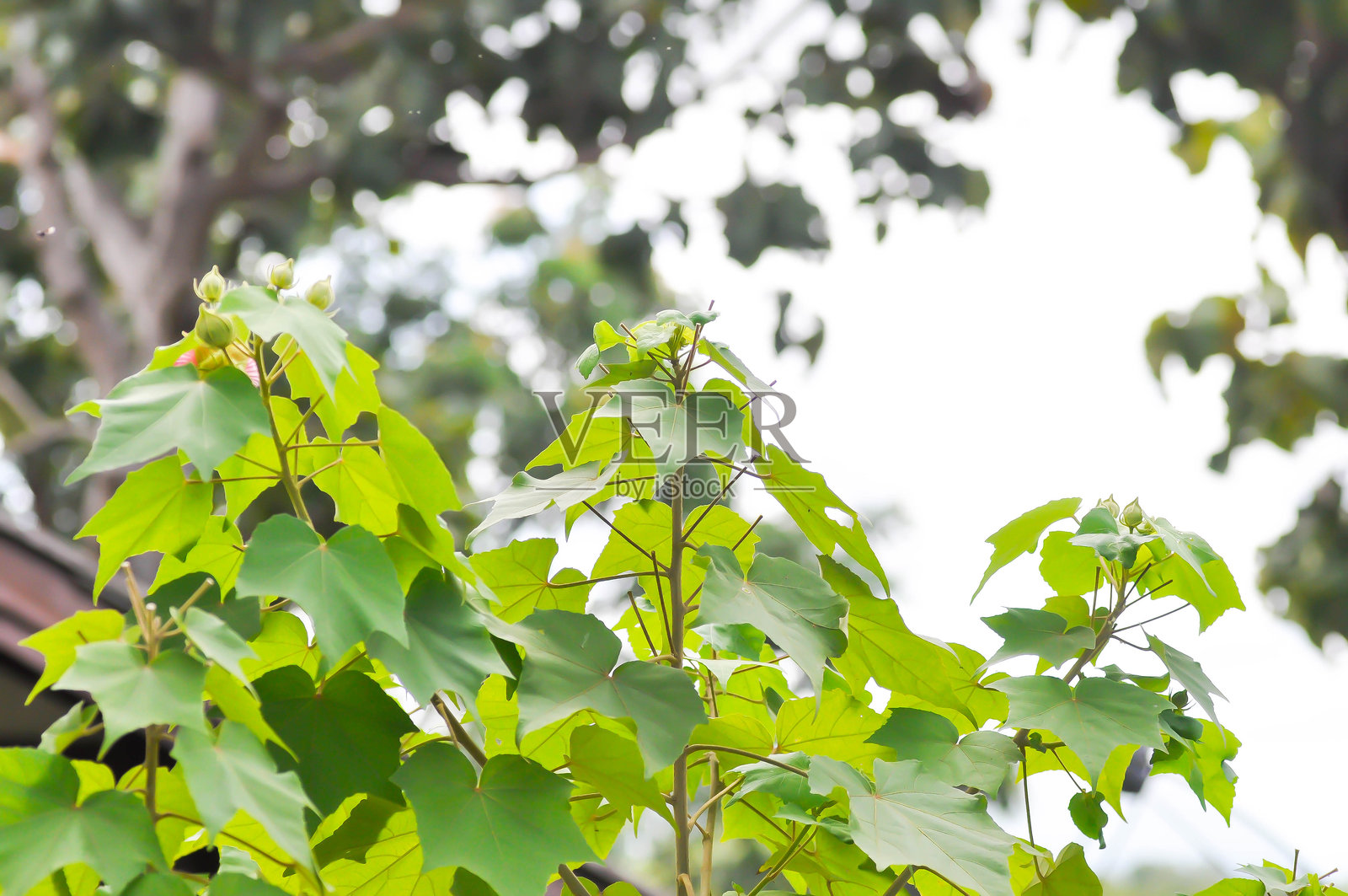 扶桑，又名棉玫瑰、变色芙蓉或锦葵科照片摄影图片