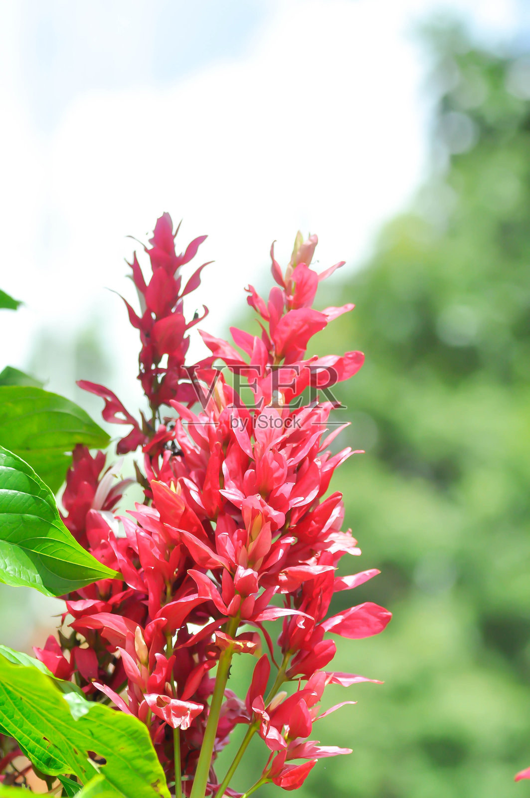 爵床科，巴西红斗篷，巴西红斗篷，巨苞爵床，巨苞爵床或红花照片摄影图片