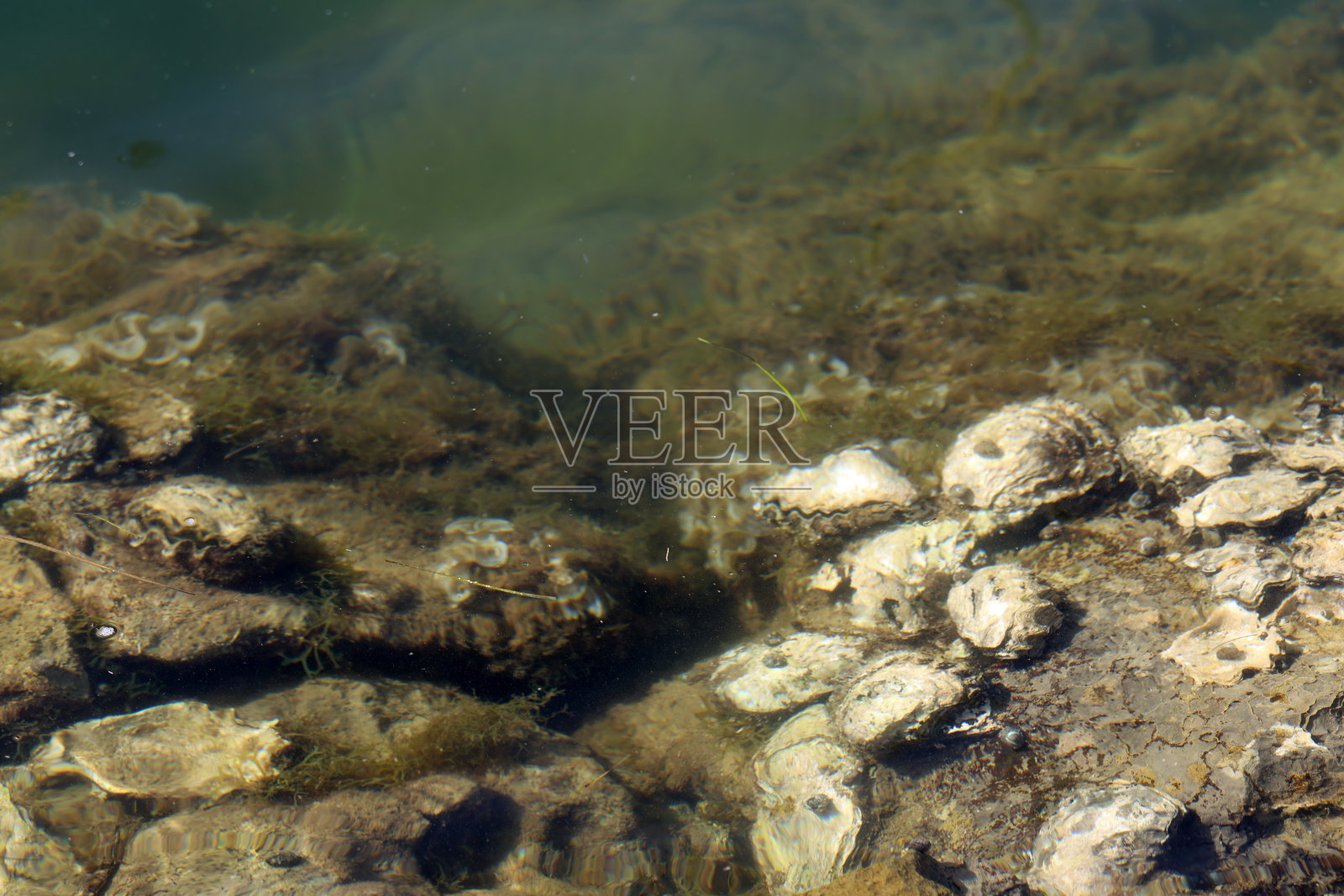 海边的岩石上的贝壳照片摄影图片